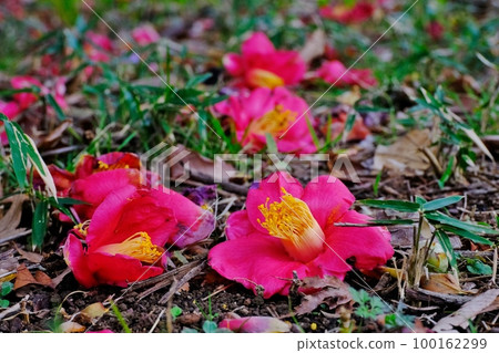 落山茶之美 落山茶 芹河谷公園 東京都町田市 落山茶之美 落山茶 芹河谷公園 東京都町田市 100162299