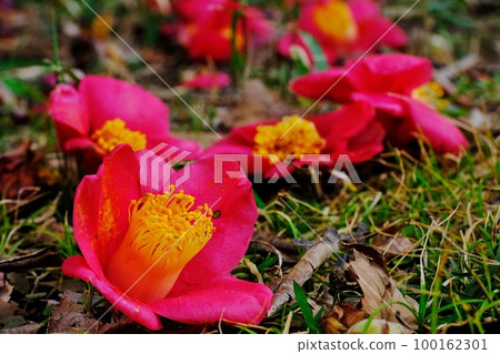 落山茶之美 落山茶 芹河谷公園 東京都町田市 落山茶之美 落山茶 芹河谷公園 東京都町田市 100162301
