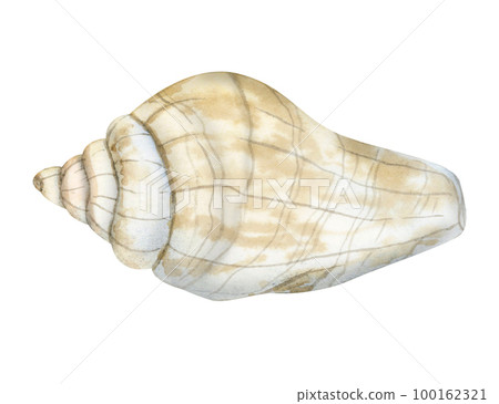Watercolor spiral seashell illustration in beige and gray colors isolated on white for stickers and nautical designs Watercolor spiral seashell illustration in beige and gray colors isolated on white for stickers and nautical designs 100162321