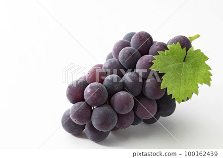 Kyoho grapes with white background leaves 100162439