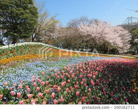 Fire Mountain Park Turkish Tulip Garden Fire Mountain Park Turkish Tulip Garden 100162711