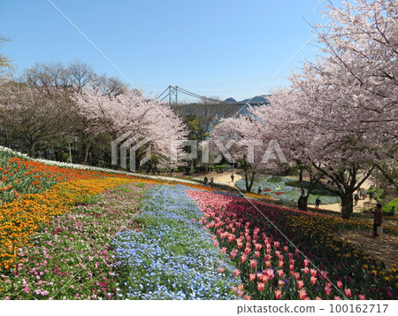 火山公園土耳其鬱金香花園 火山公園土耳其鬱金香花園 100162717