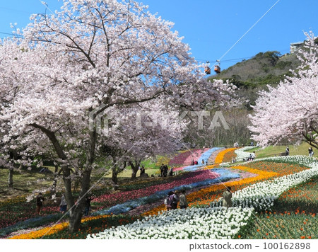 Fire Mountain Park Turkish Tulip Garden Fire Mountain Park Turkish Tulip Garden 100162898