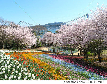 Fire Mountain Park Turkish Tulip Garden Fire Mountain Park Turkish Tulip Garden 100162900