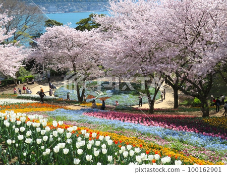 Fire Mountain Park Turkish Tulip Garden 100162901