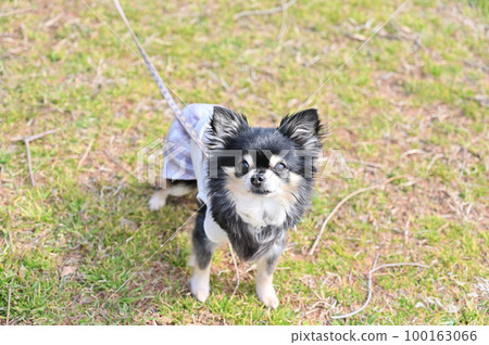 Chihuahua walking dog run park Chihuahua walking dog run park 100163066