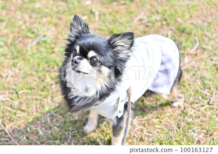 Dog Chihuahua playing at the dog run 100163127