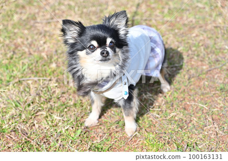 Dog playing at dog run Chihuahua looking up Eye contact with owner Dog playing at dog run Chihuahua looking up Eye contact with owner 100163131