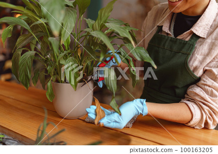 Close up of woman florist wearing apron taking care of plant in floral studio 100163205