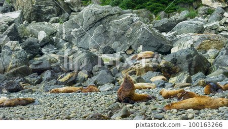 Sea lions play and rest in the sea or among the rocks on the beach. 100163266