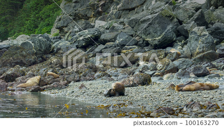 Sea lions play and rest in the sea or among the rocks on the beach. Sea lions play and rest in the sea or among the rocks on the beach. 100163270