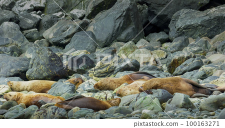 Sea lions play and rest in the sea or among the rocks on the beach. 100163271