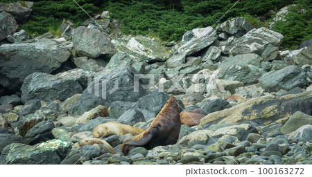 Sea lions play and rest in the sea or among the rocks on the beach. 100163272