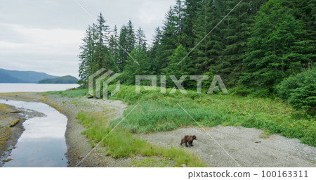A brown bear walks in the meadow by the river. Aerial shot. 100163311