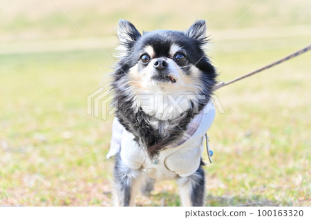 吉娃娃散步 100163320