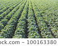 Daikon field of Miura daikon radish with lush green leaves 100163380