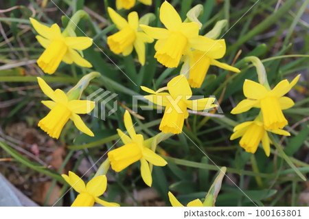 日本早春花園中盛開的黃色迷你水仙 (tetertate) 花 日本早春花園中盛開的黃色迷你水仙 (tetertate) 花 100163801