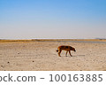 Desert dog 100163885