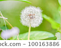 Dandelion fluff 100163886