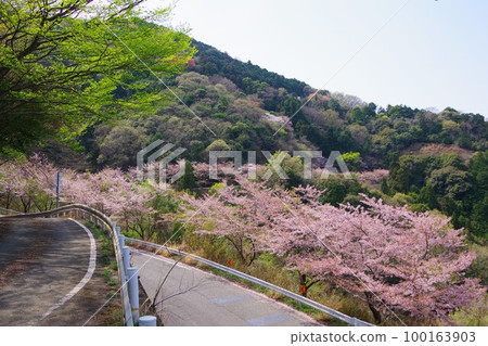 Yoshinogawa City, Tokushima Prefecture Cherry Road Line Cherry Blossom Trees Yoshinogawa City, Tokushima Prefecture Cherry Road Line Cherry Blossom Trees 100163903