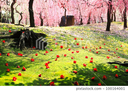 [Kyoto Prefecture] Plum blossoms and fallen camellias in full bloom at Jonangu Shrine 100164001