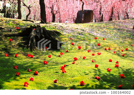 [Kyoto Prefecture] Plum blossoms and fallen camellias in full bloom at Jonangu Shrine 100164002