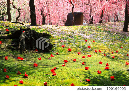 [京都府]城南宮梅花落山茶盛開 100164003
