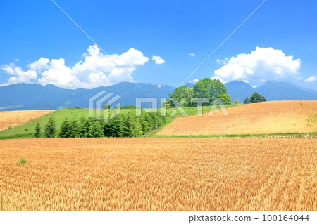 Mimakihara barley field and Mount Asama Mimakihara barley field and Mount Asama 100164044