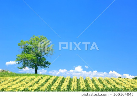 Vegetable field and single walnut tree Vegetable field and single walnut tree 100164045