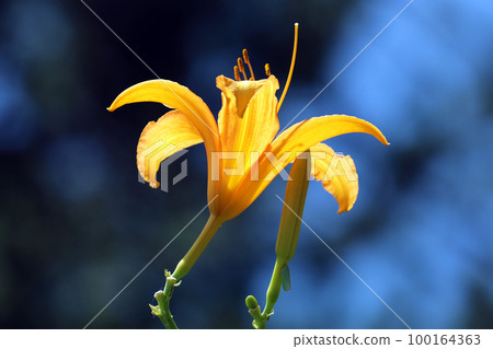 橙色黃花菜花 100164363