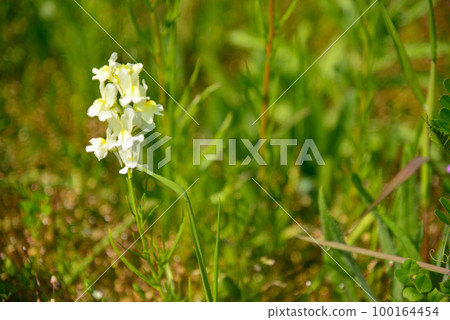 伊豆松崎町的休耕地花園 100164454