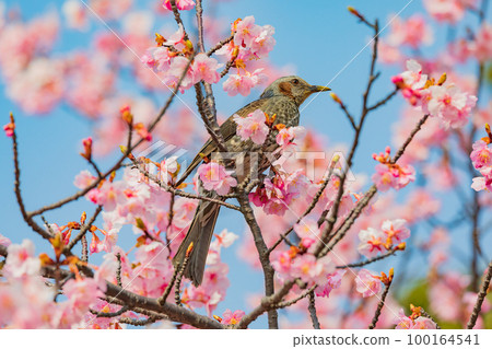 Kawazu cherry blossoms and bulbuls Kawazu cherry blossoms and bulbuls 100164541