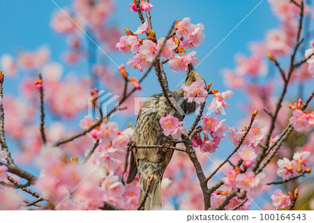 河津櫻花和白頭翁 河津櫻花和白頭翁 100164543