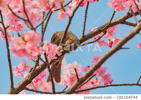 河津櫻花和白頭翁 河津櫻花和白頭翁 100164544