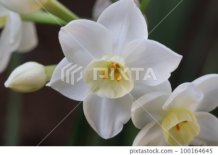 開花在日本早春庭院裡的白色 fusazaki 水仙 (日本水仙) 花 開花在日本早春庭院裡的白色 fusazaki 水仙 (日本水仙) 花 100164645