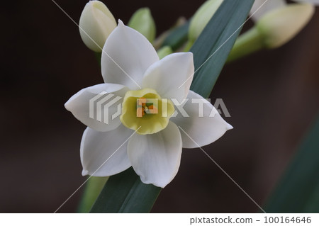 White fusazaki narcissus (Japanese narcissus) flower blooming in a Japanese early spring garden White fusazaki narcissus (Japanese narcissus) flower blooming in a Japanese early spring garden 100164646