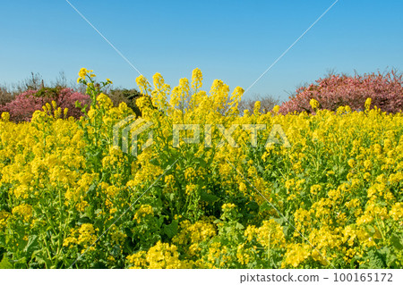 Tahara City in early spring with rape blossoms and Kawazu cherry blossoms 100165172