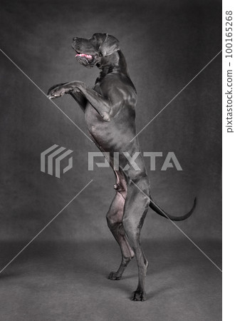 Great Dane dog dancing in studio Great Dane dog dancing in studio 100165268