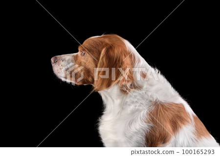 Portrait of Brittany Spaniel 100165293