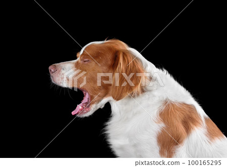 Yawning Brittany Spaniel 100165295