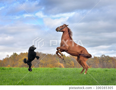 Horse and dog reared up on hind legs 100165305