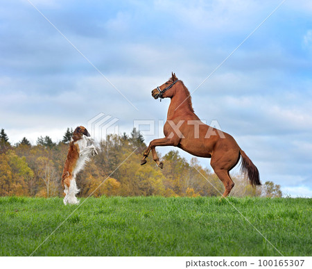 Horse and borzoi dog reared up on hind legs 100165307