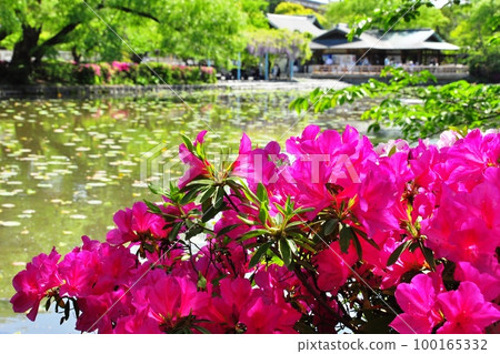 Kamakura City Tsurugaoka Hachimangu Shrine's Genji Pond (Genpei Pond), azaleas in full bloom and fresh greenery Kamakura City Tsurugaoka Hachimangu Shrine's Genji Pond (Genpei Pond), azaleas in full bloom and fresh greenery 100165332