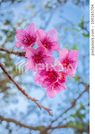 Pink Kanhi cherry blossoms blooming in Okinawa 100165704