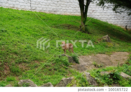 cheetah, cheetah, Acinonyx jubatus, hunting leopard, hunting leopard, leopard, leopard, feline, tama 100165722