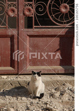 Cats living in the streets of Aswan, Egypt (January 2007) Cats living in the streets of Aswan, Egypt (January 2007) 100165756