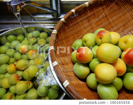 Making plum wine and washing plums 100165838