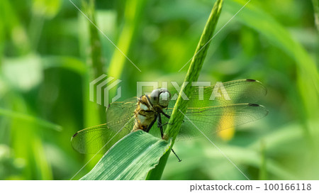 A dragonfly break A dragonfly break 100166118