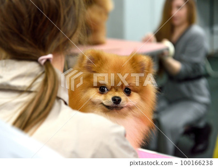 Portrait of a cute Pomeranian dog 100166238