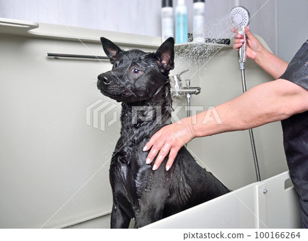 Bathing a black Thai Ridgeback dog Bathing a black Thai Ridgeback dog 100166264